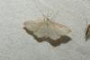 Idaea macilentaria
